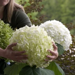 Hydrangea Arborescens Strong Annabelle ('Abetwo') (PBR)
