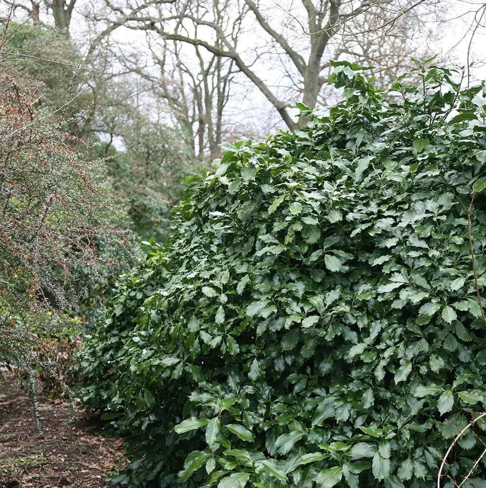 Aucuba Japonica 'Rozannie' - Image 2