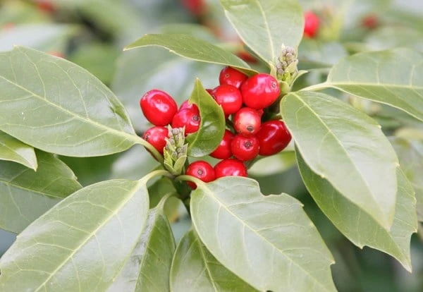 Aucuba Japonica 'Rozannie' - Image 3