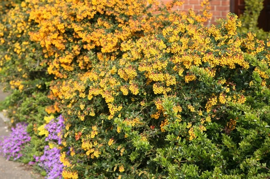 Berberis Darwinii - Image 2