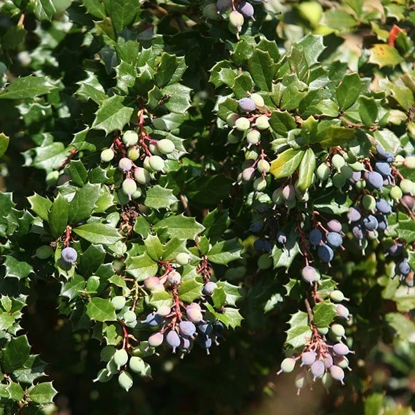 Berberis Darwinii - Image 3