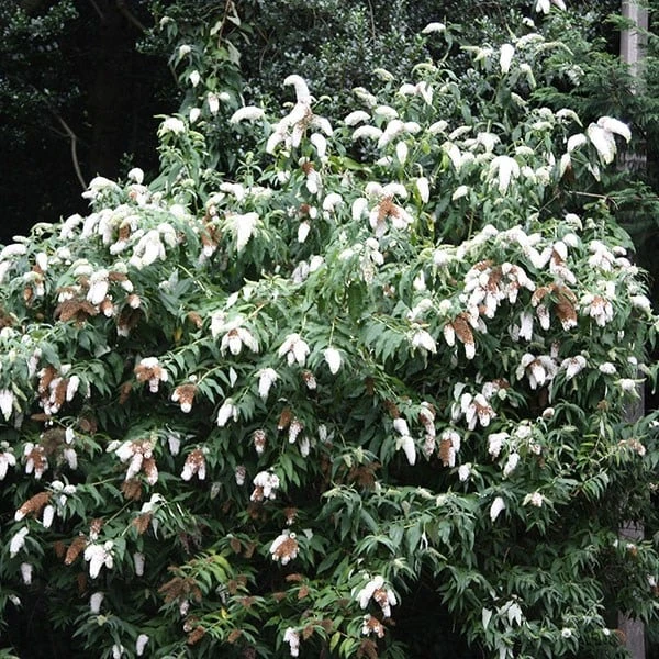 Buddleja Davidii 'White Profusion' - Image 2