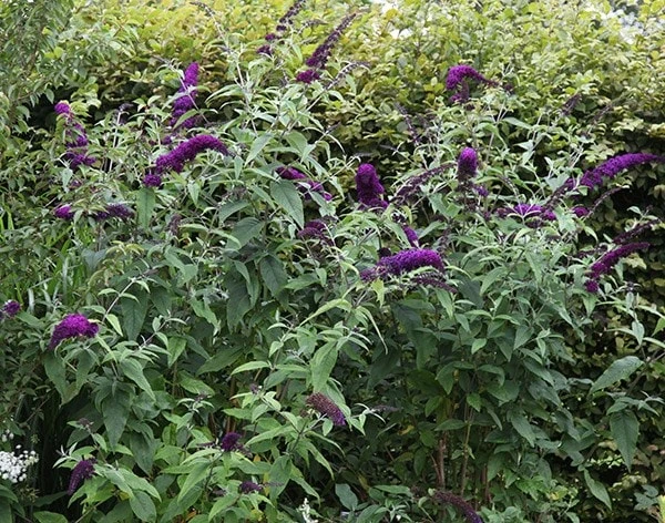 Buddleja Davidii 'Black Knight' - Image 2
