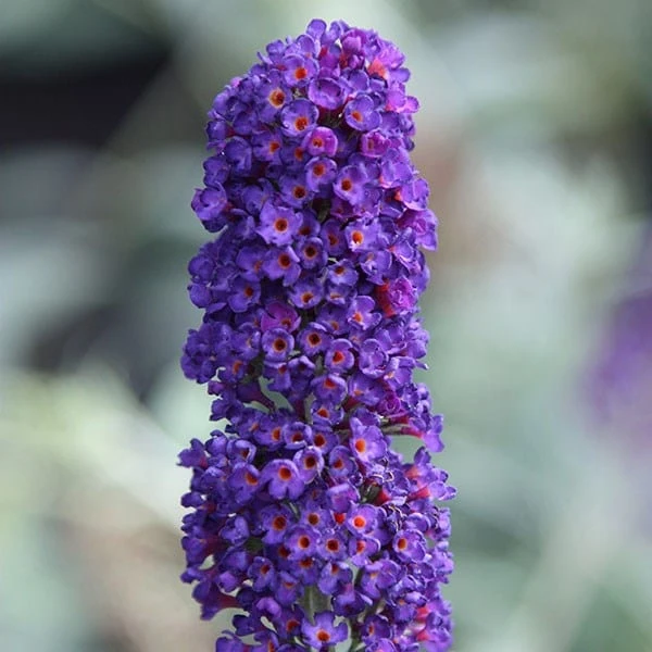Buddleja Davidii 'Black Knight' - Image 3