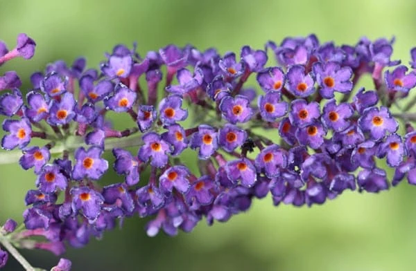 Buddleja Davidii 'Black Knight' - Image 4