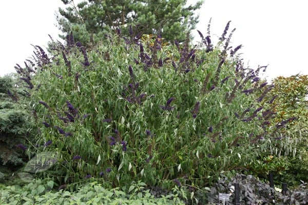 Buddleja Davidii 'Black Knight' - Image 5