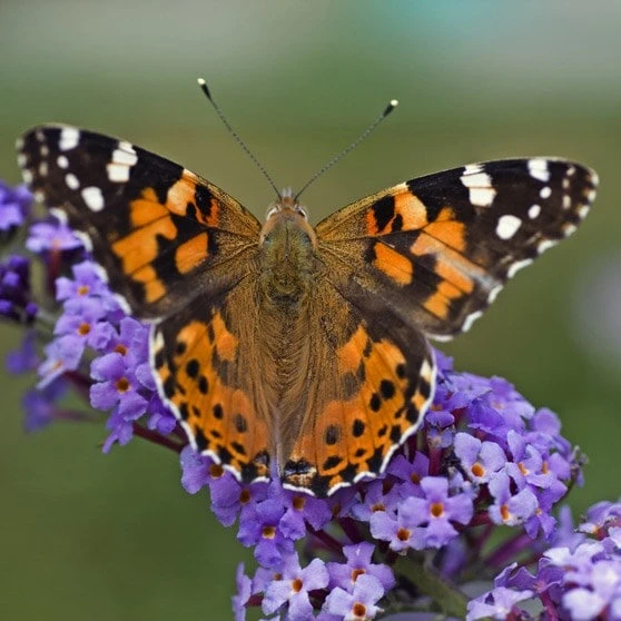 Buddleja 'Lochinch'