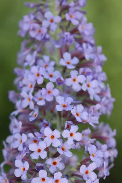 Buddleja 'Lochinch' - Image 2