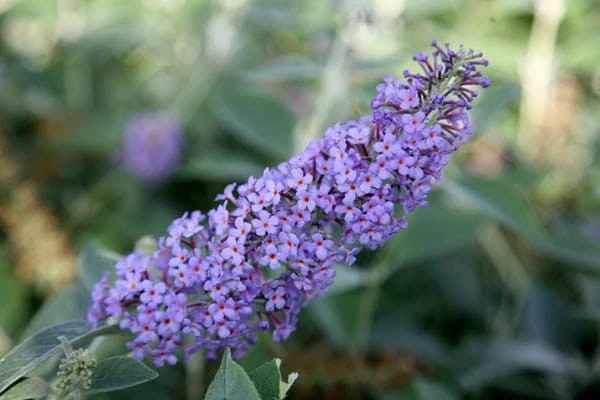 Buddleja 'Lochinch' - Image 3