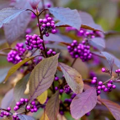 Callicarpa Bodinieri Var. Giraldii 'Profusion'