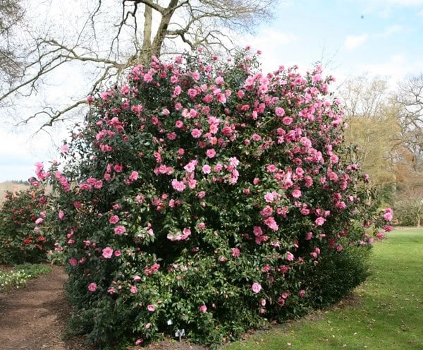 Camellia × Williamsii 'Donation' - Image 2