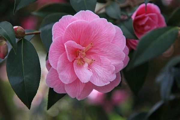 Camellia × Williamsii 'Donation' - Image 3