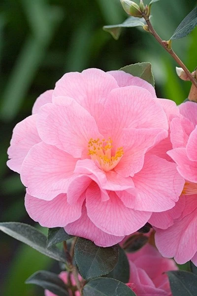 Camellia × Williamsii 'Donation' - Image 4