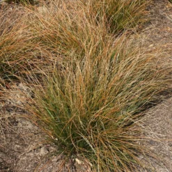 Carex Testacea