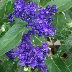 Caryopteris × Clandonensis 'Heavenly Blue'