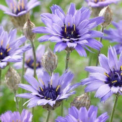 Catananche Caerulea