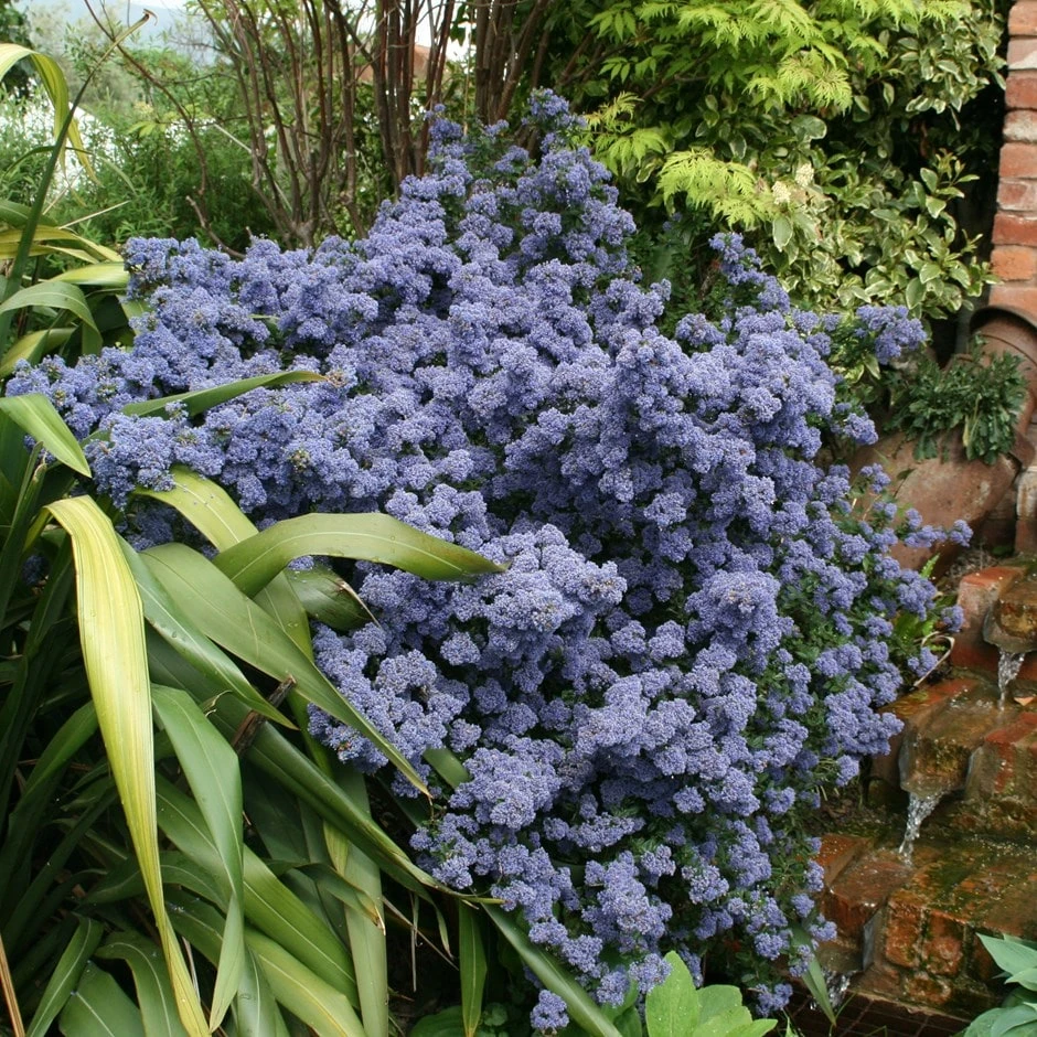Ceanothus 'Puget Blue'