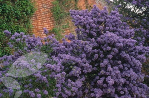 Ceanothus 'Puget Blue' - Image 2