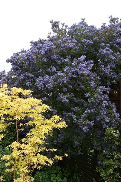 Ceanothus 'Puget Blue' - Image 3
