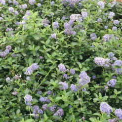 Ceanothus Thyrsiflorus Var. Repens