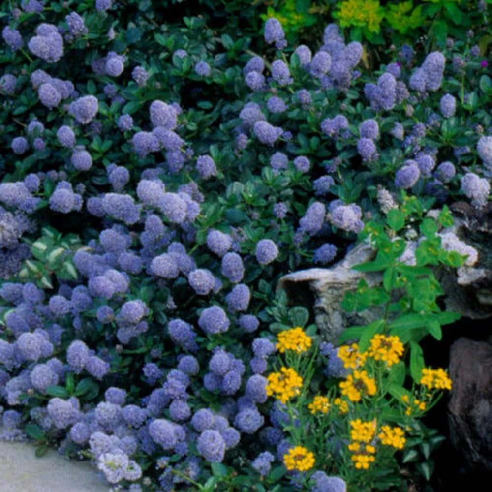 Ceanothus Thyrsiflorus Var. Repens - Image 2