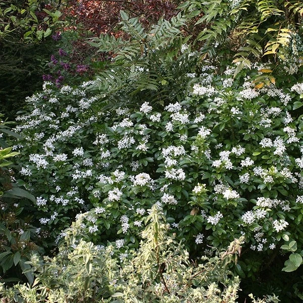 Choisya Ternata - Image 2