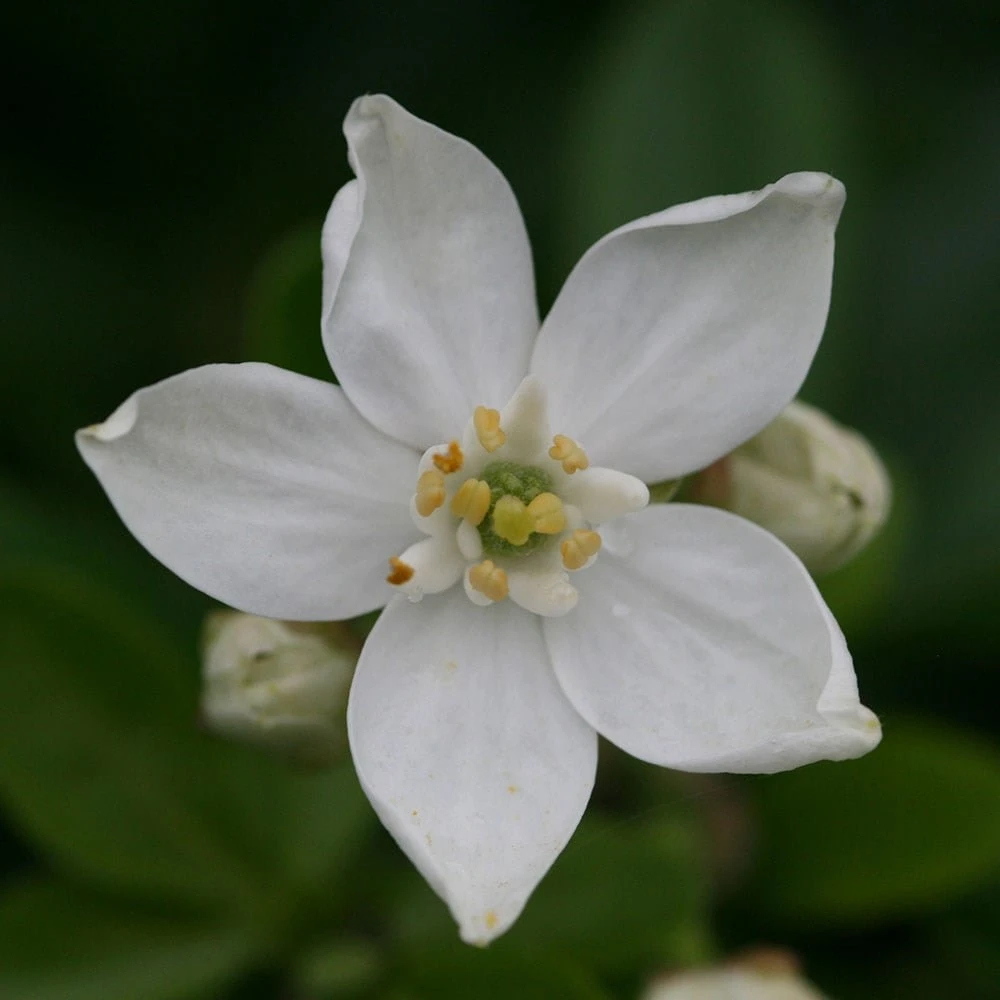 Choisya Ternata - Image 3