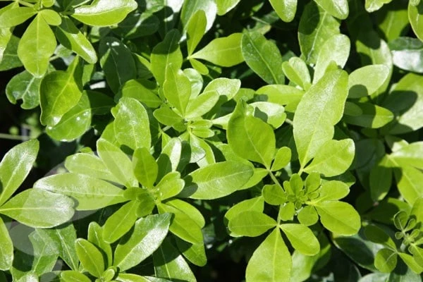 Choisya Ternata - Image 4