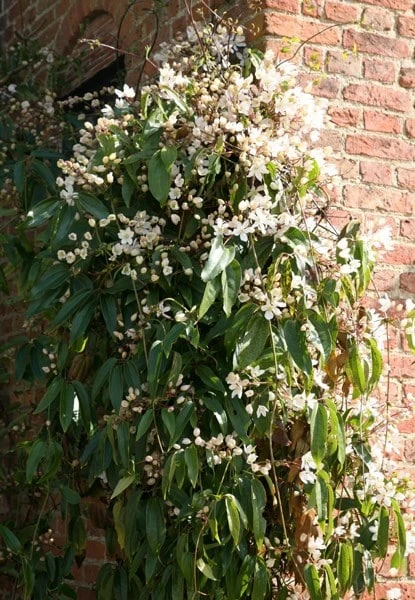 Clematis Armandi - Image 2