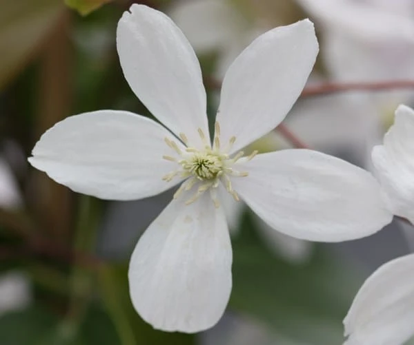 Clematis Armandi - Image 3
