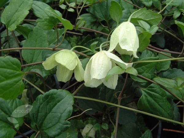Clematis Cirrhosa 'Wisley Cream' - Image 2
