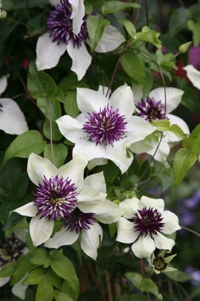 Clematis Florida Var. Florida 'Sieboldiana' - Image 2