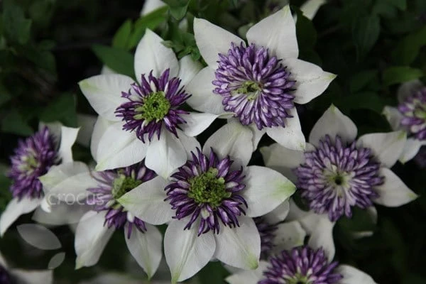 Clematis Florida Var. Florida 'Sieboldiana' - Image 6