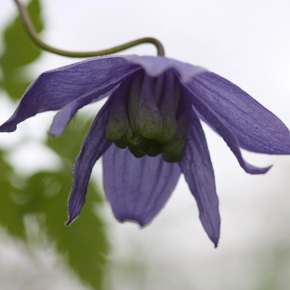 Clematis Macropetala - Image 2