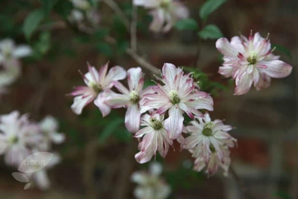 Clematis 'Marjorie' - Image 3