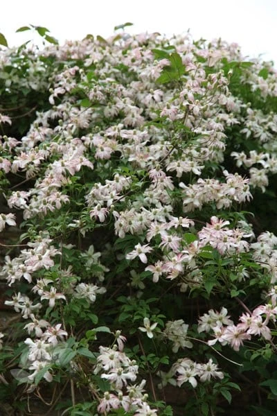 Clematis 'Marjorie' - Image 4