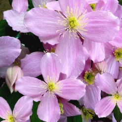 Clematis Montana Var. Rubens 'Tetrarose'