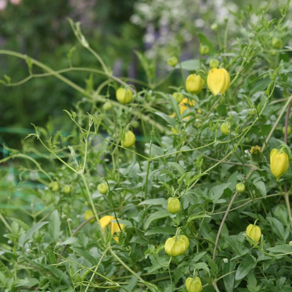 Clematis Tangutica - Image 2