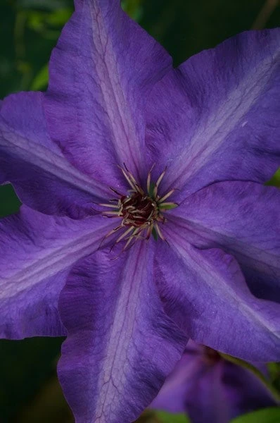 Clematis 'The President' - Image 3