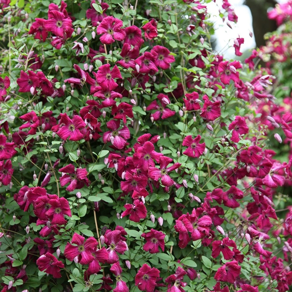 Clematis 'Kermesina' - Image 2