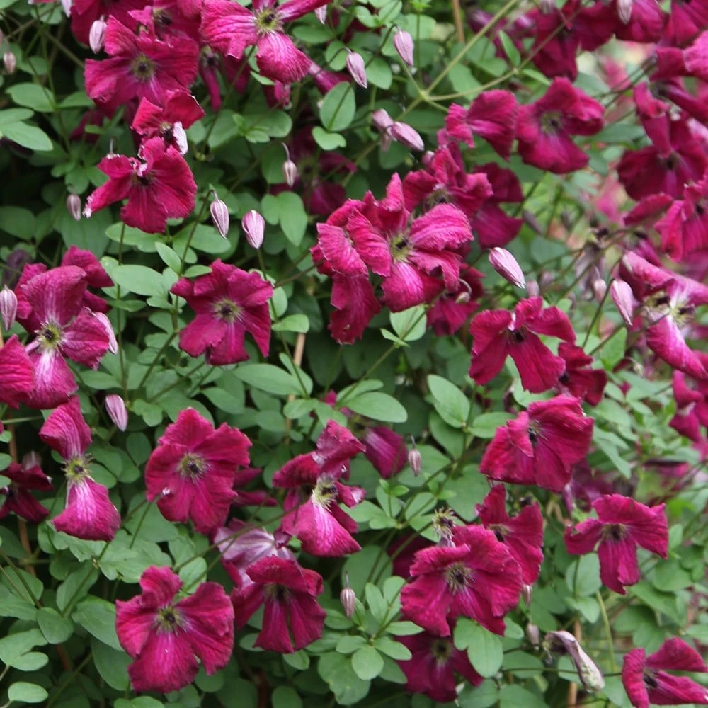 Clematis 'Kermesina' - Image 3