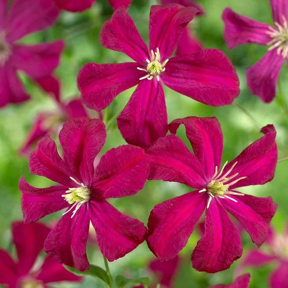Clematis 'Madame Julia Correvon'