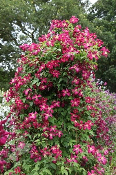 Clematis 'Madame Julia Correvon' - Image 4