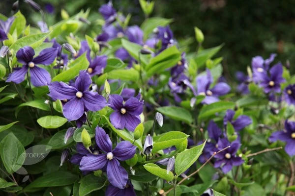 Clematis × Durandii - Image 2