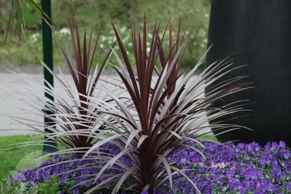 Cordyline Australis 'Red Star' - Image 2