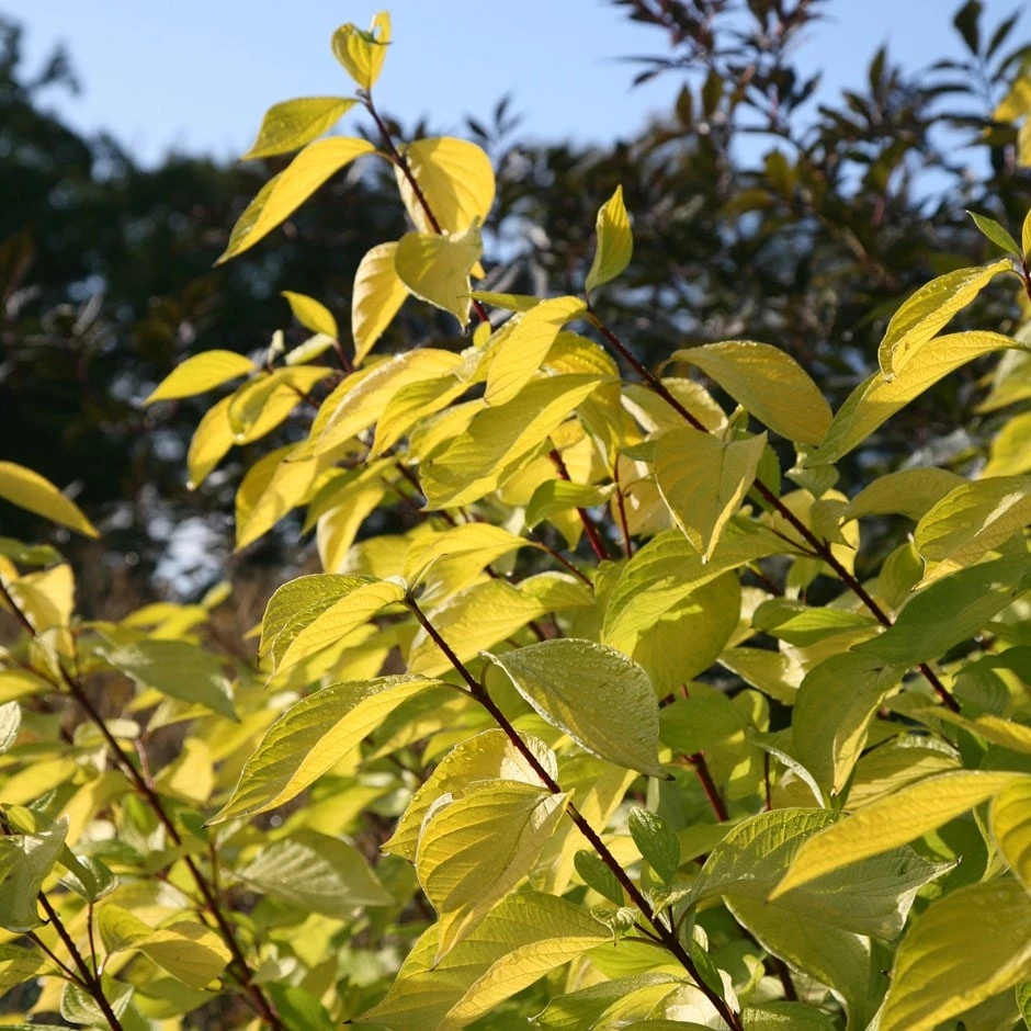 Cornus Alba 'Aurea'
