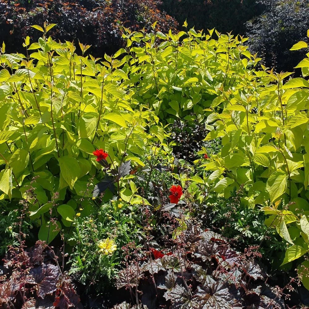 Cornus Alba 'Aurea' - Image 2