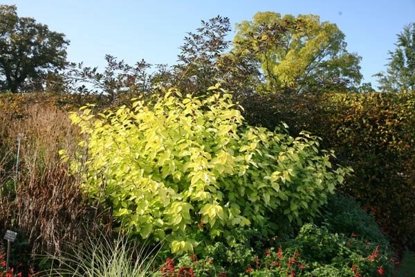 Cornus Alba 'Aurea' - Image 3