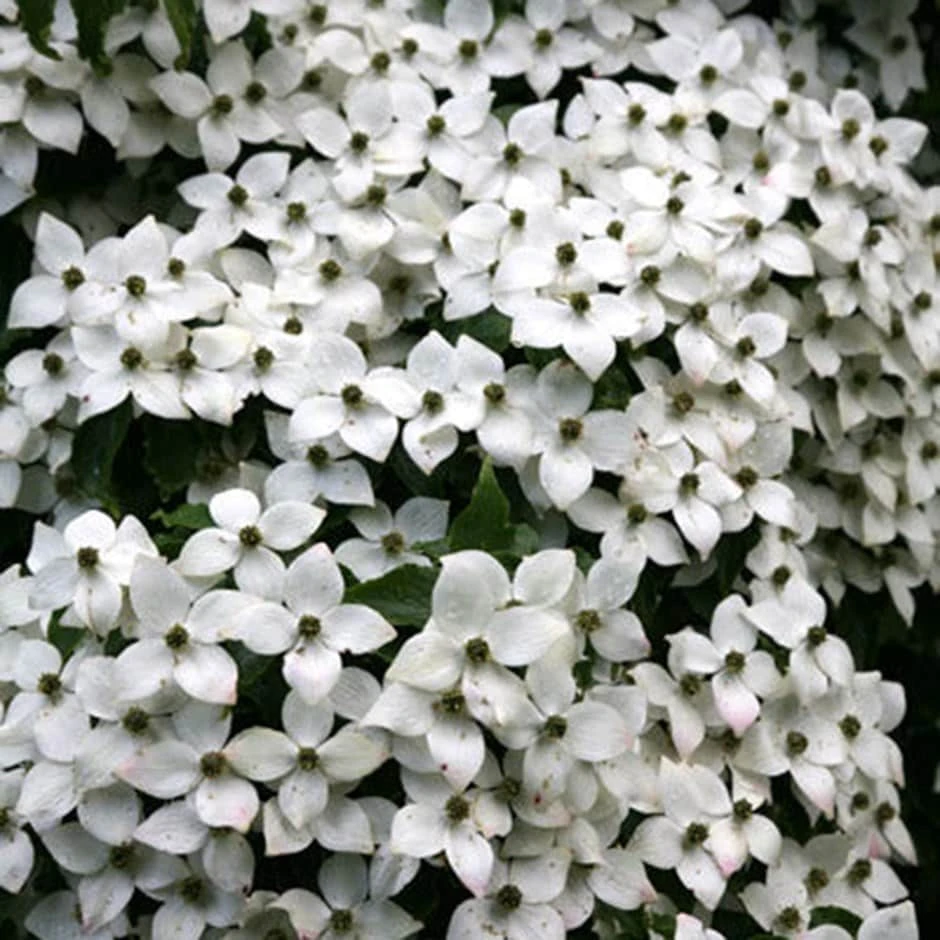 Cornus Kousa Var. Chinensis
