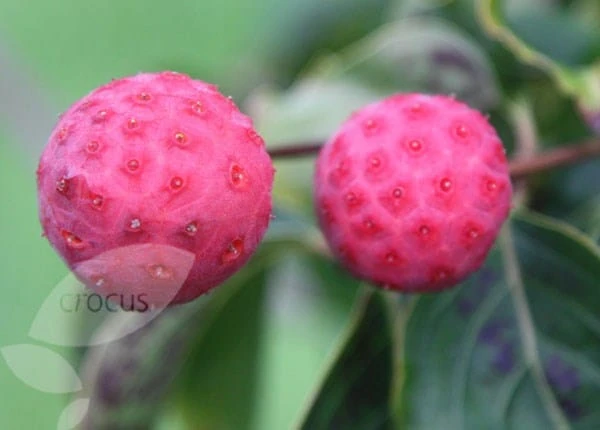 Cornus Kousa Var. Chinensis - Image 2